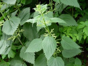 Stinging Nettles